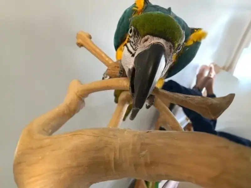 A parrot is perched on top of a tree branch.