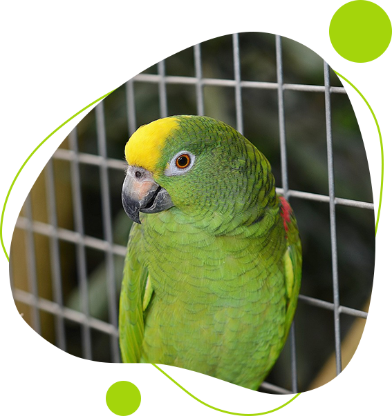 A green parrot is sitting in its cage.