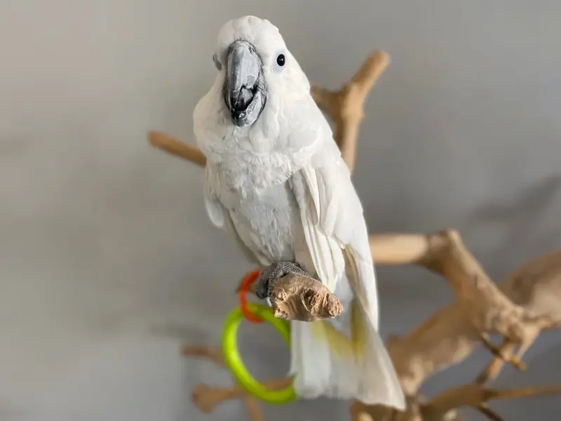 A white parrot sitting on top of a branch.