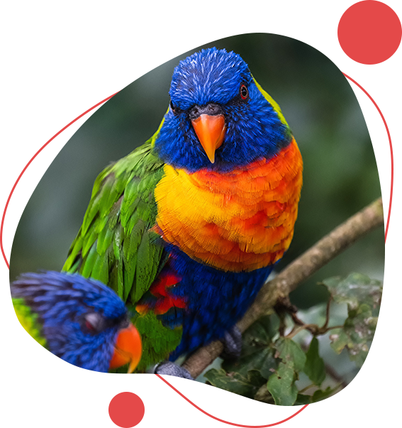 A colorful bird sitting on top of a tree branch.