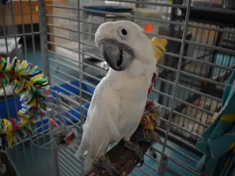 A white parrot sitting in its cage at the zoo.