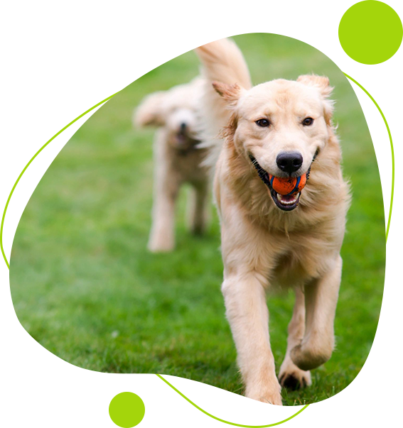 Two dogs running in a field with green background