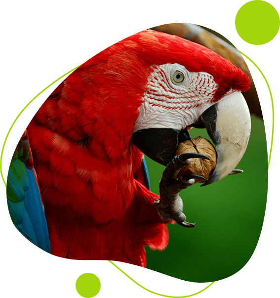 A red and blue parrot with green background