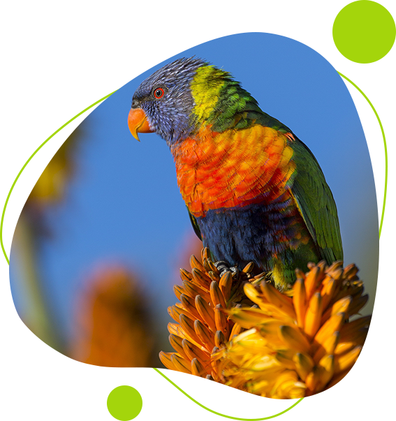 A colorful bird sitting on top of a plant.