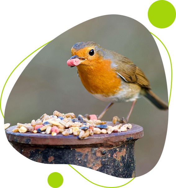 A bird standing on top of a pile of food.