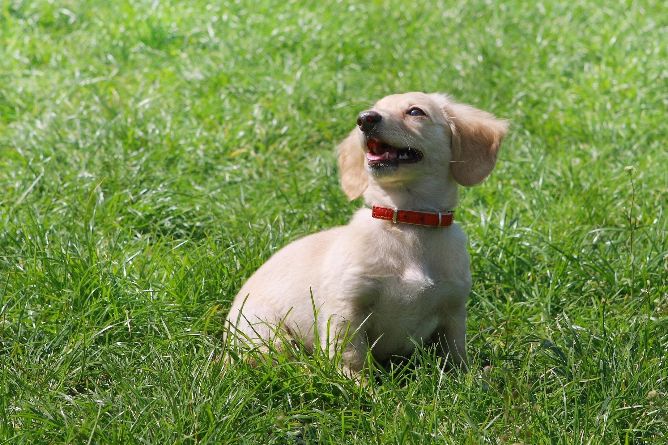 www.centerforanimalrehab.org