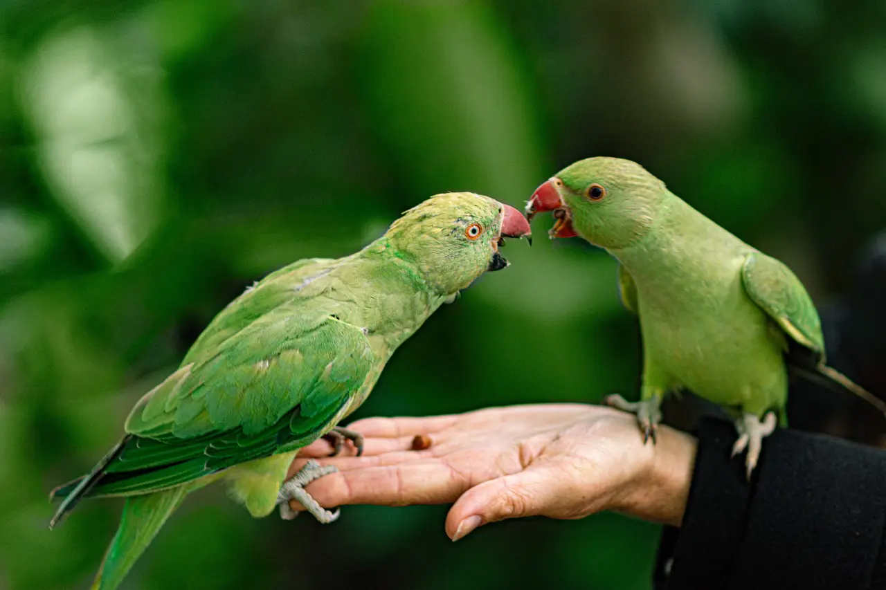 Two green parrots are eating from a persons hand.