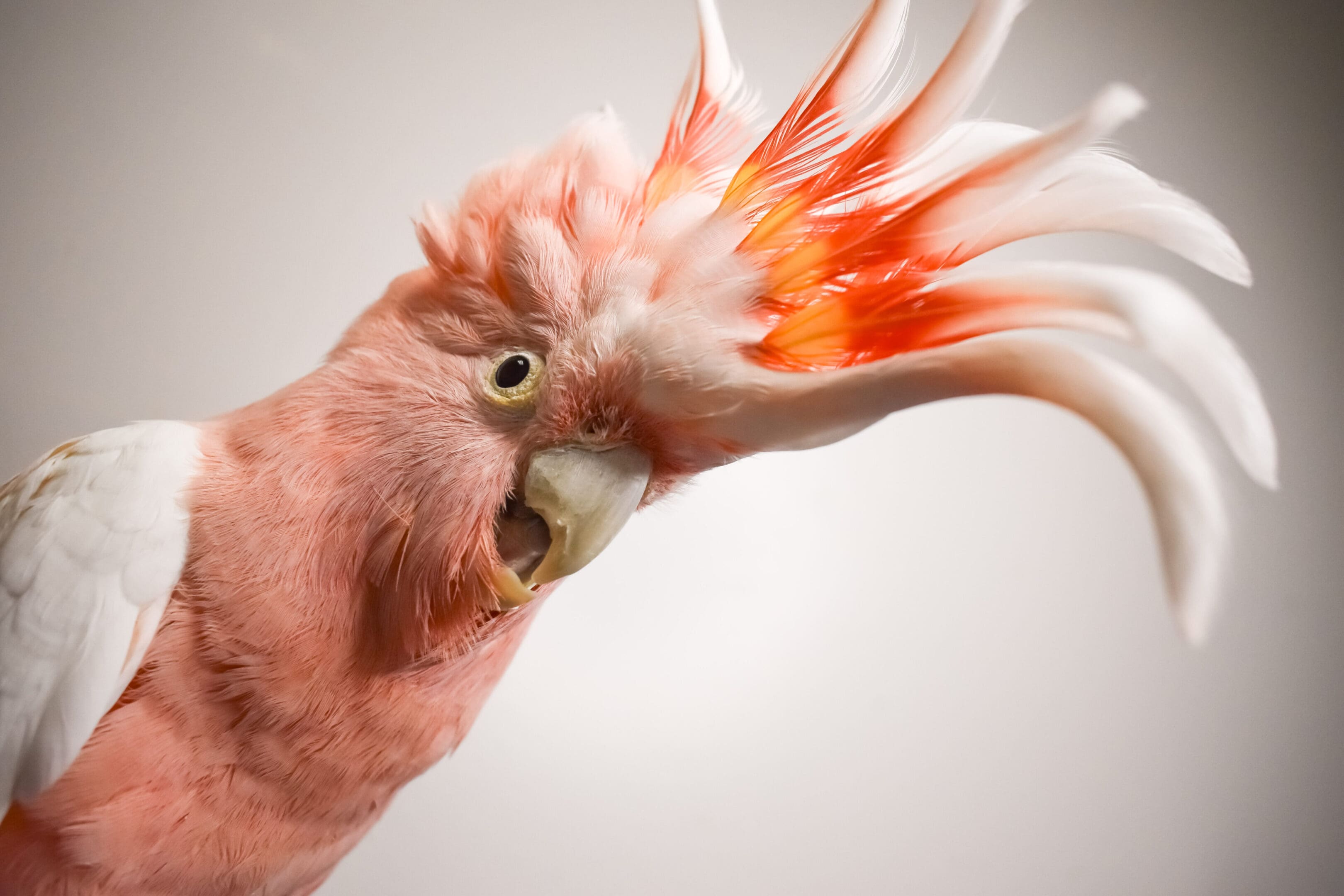 A pink bird with long feathers on its head.